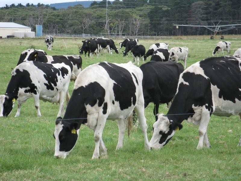 Chadvale Tantanoola, Millicent SA 5280