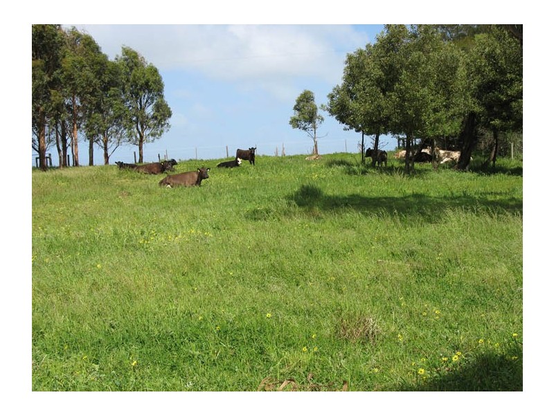 Lots 1 and 2 Princes Highway, Millicent SA 5280