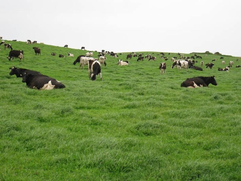 “Stratmans Farm”, Mount Gambier SA 5291