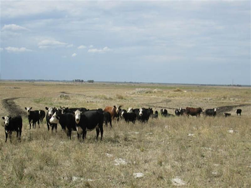 Zadow Farm Whitehead Road, Thornlea SA 5280