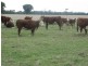 Moyhall Road, Naracoorte SA 5271