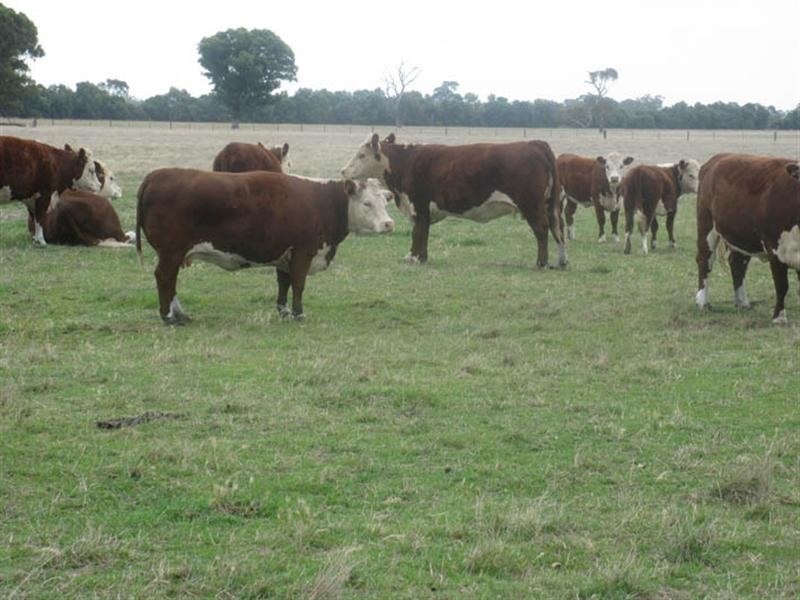 Moyhall Road, Naracoorte SA 5271