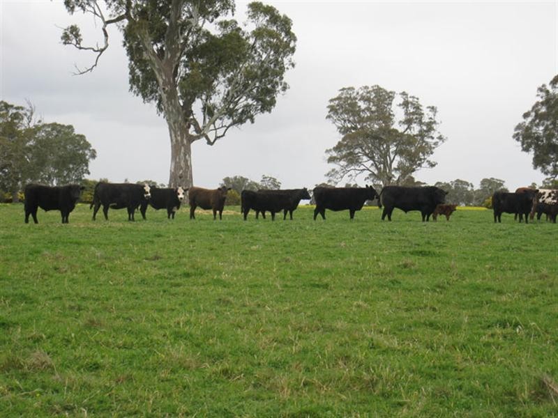 1 Rochow Wrays Road, Laurie Park SA 5271