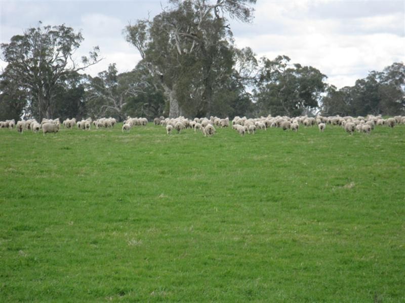 1 Rochow Wrays Road, Laurie Park SA 5271