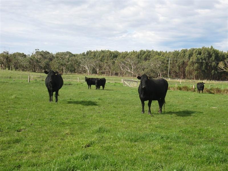 400 Old Mill Road, Tyrendarra VIC 3285