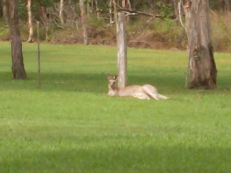 11 Oxford Street, Bidwill QLD 4650