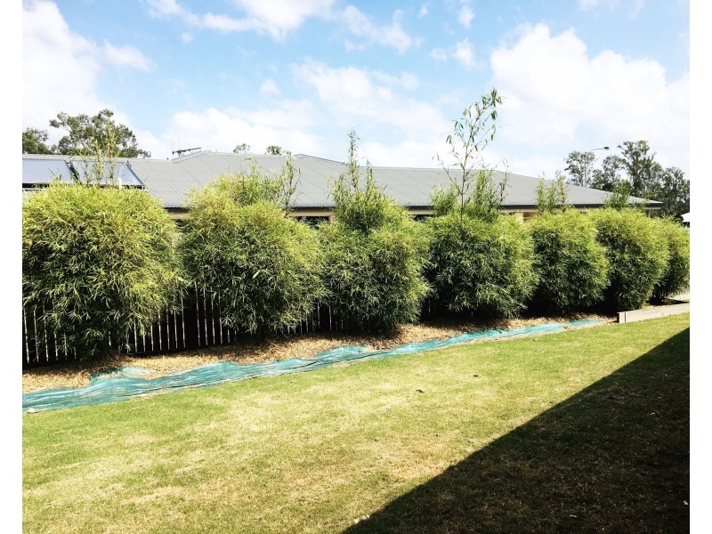 50 Cheyne Circuit, Tinana QLD 4650