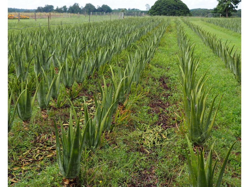 160 Perry Road, Magnolia QLD 4650