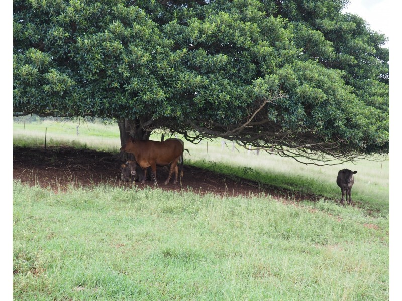 160 Perry Road, Magnolia QLD 4650