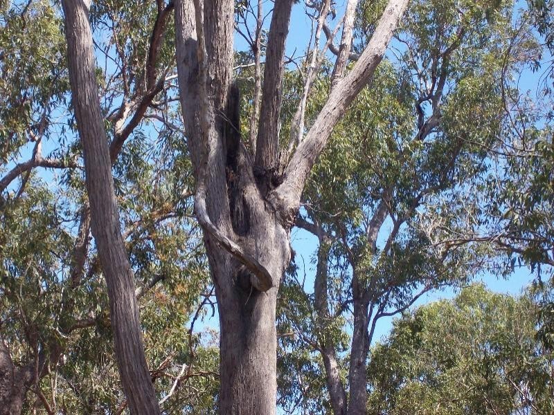 Dunmora QLD 4650