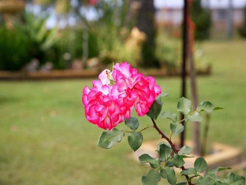 Yengarie QLD 4650