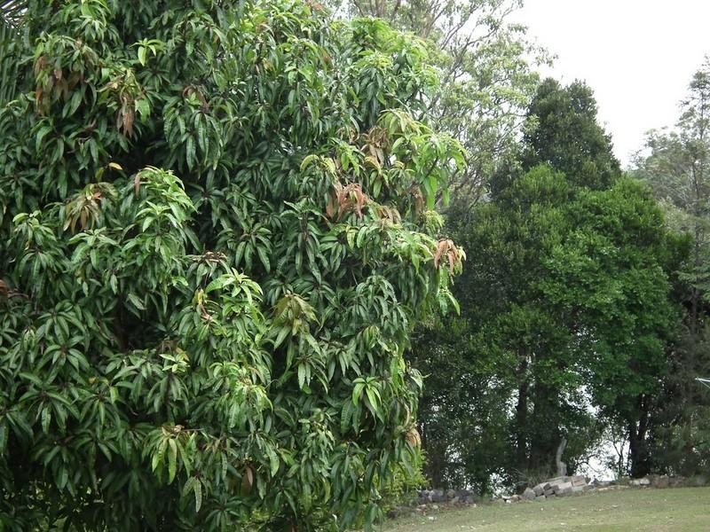 29 Puller Street, Granville QLD 4650