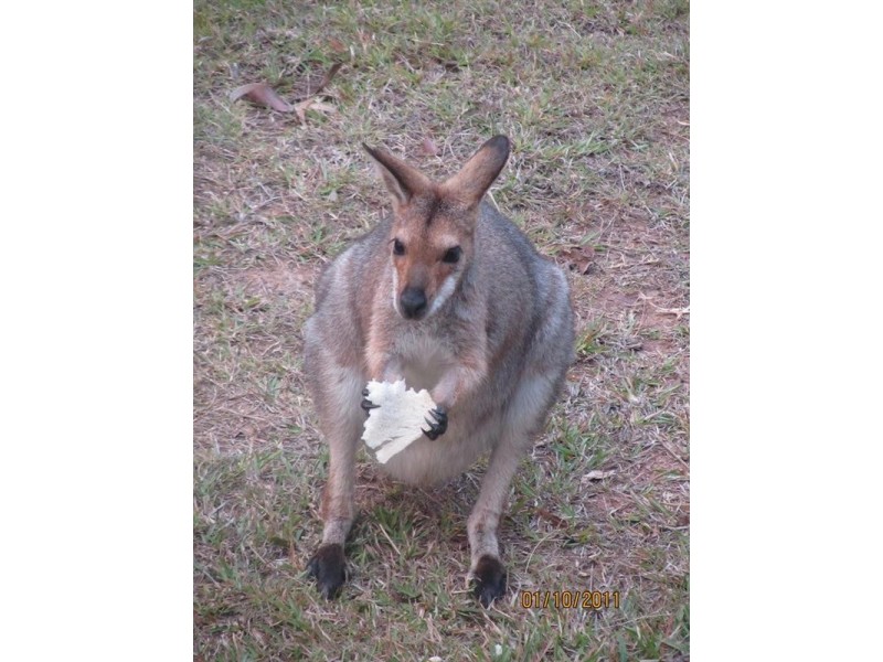 10 Keetje Road, Bauple QLD 4650