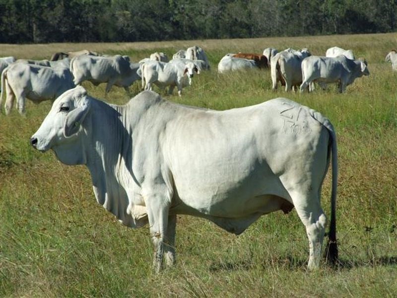 142 Dimond Road, Maryborough QLD 4650