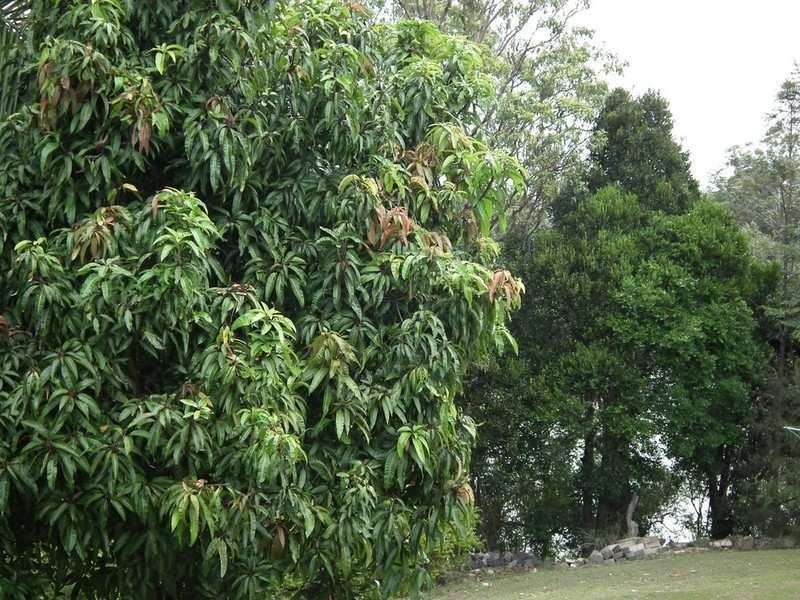 29 Puller Street, Granville QLD 4650