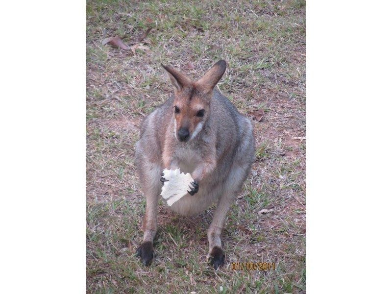 10 Keetje Road, Bauple QLD 4650