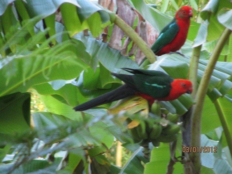 10 Keetje Road, Bauple QLD 4650