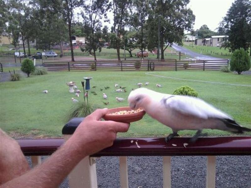 6 Inman Street, Tiaro QLD 4650