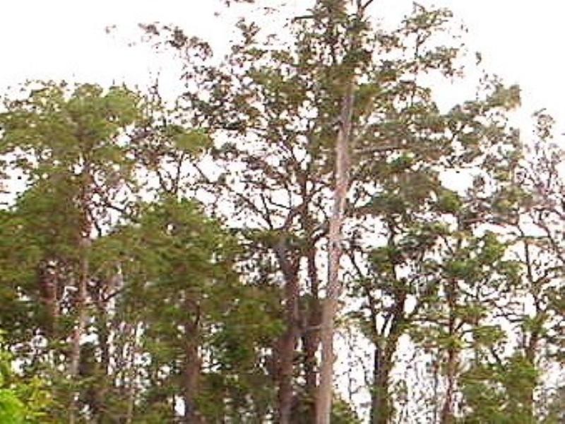 Helensvale QLD 4212
