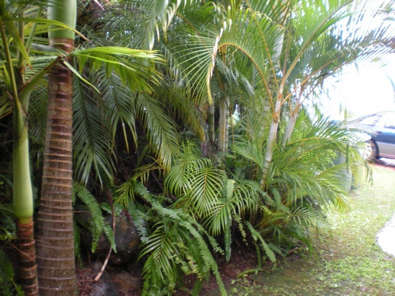 5 Greenridge Street, Oxenford QLD 4210