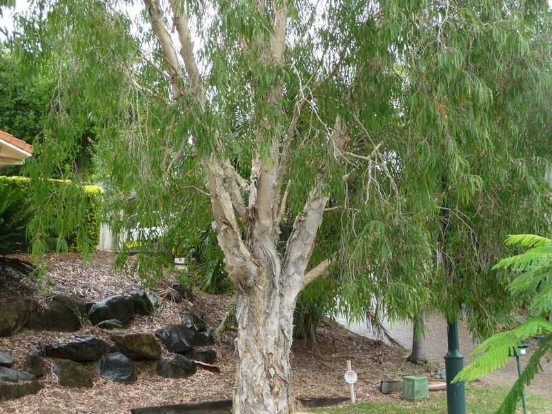 11 Gilpin Court, Upper Coomera QLD 4209