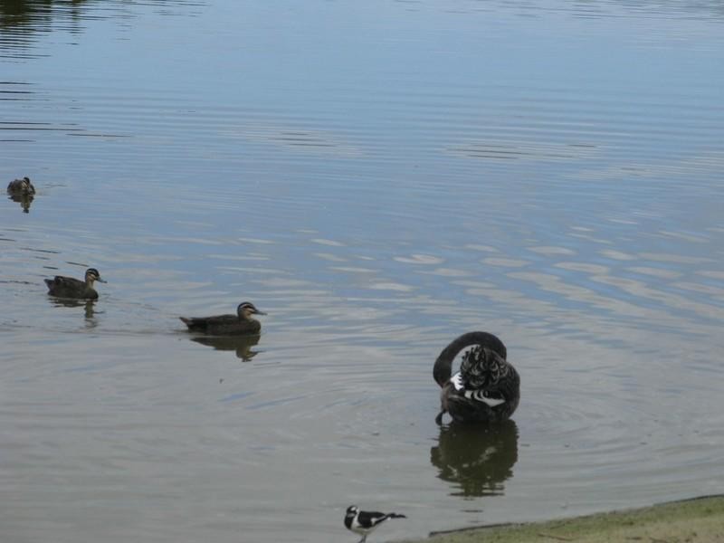 23 Braybrook Drive, Narre Warren South VIC 3805