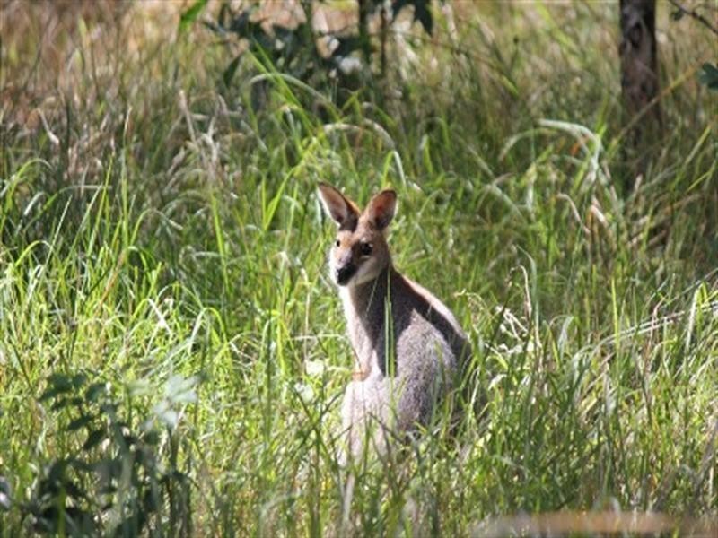 32/27 Rain Tree Glen, Coombabah QLD 4216