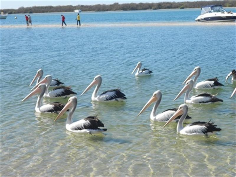 77 Brighton Street, Biggera Waters QLD 4216