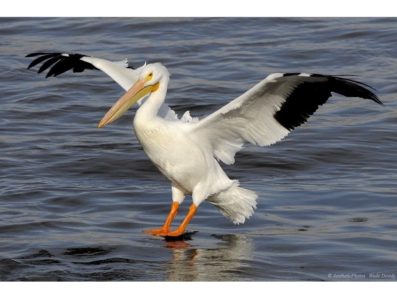 46 North View Street, Hope Island QLD 4212