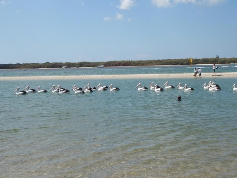 Labrador QLD 4215
