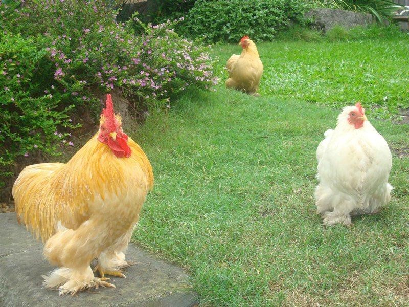 24 Herbert Street, Upper Coomera QLD 4209