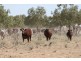 Birdsville QLD 4482