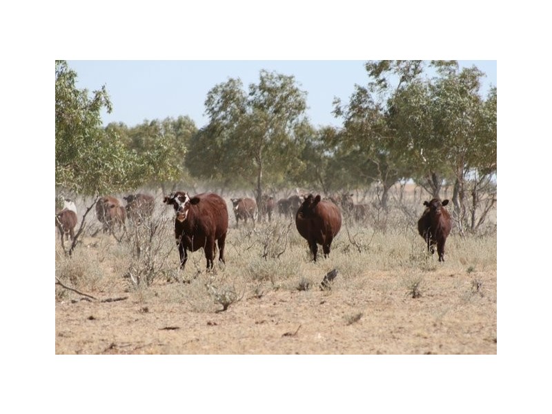 Birdsville QLD 4482