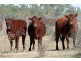 Birdsville QLD 4482