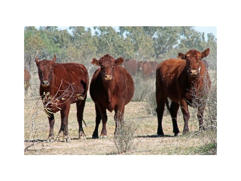 Birdsville QLD 4482
