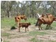 Richmond QLD 4822