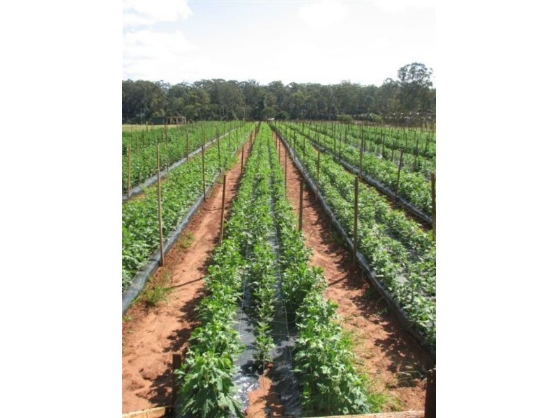 Glass House Mountains QLD 4518
