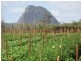 Glass House Mountains QLD 4518