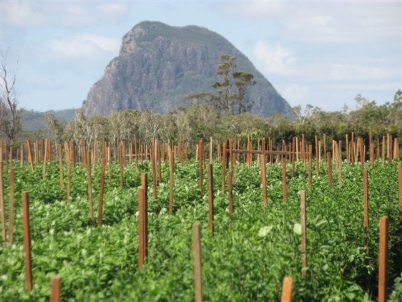 Glass House Mountains QLD 4518