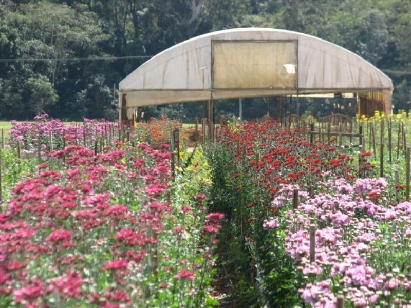 Glass House Mountains QLD 4518
