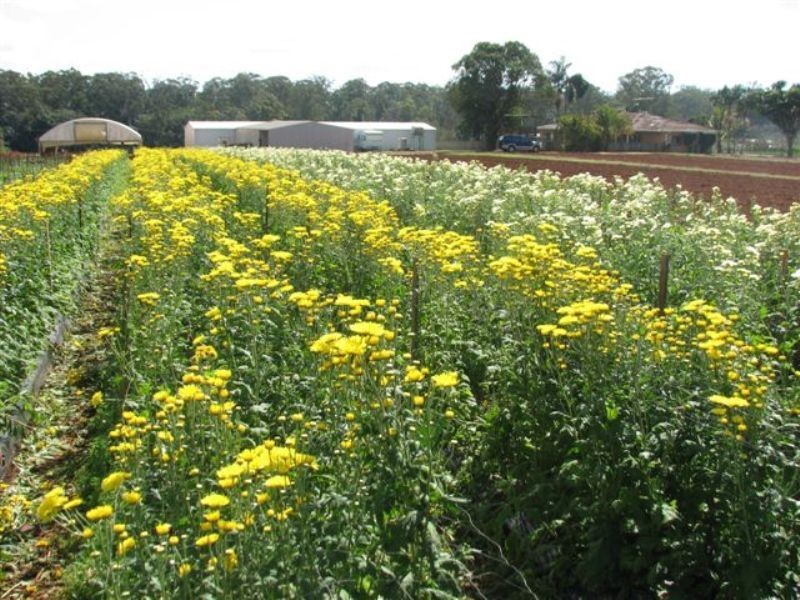 Glass House Mountains QLD 4518