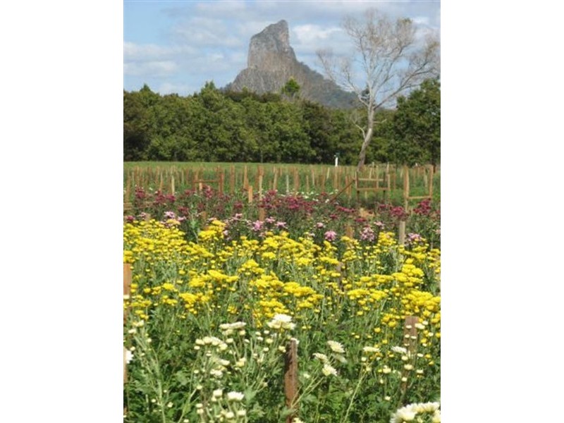 Glass House Mountains QLD 4518