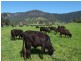 Numinbah Valley QLD 4211