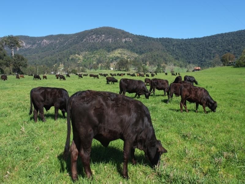 Numinbah Valley QLD 4211