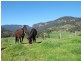 Numinbah Valley QLD 4211