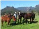 Numinbah Valley QLD 4211