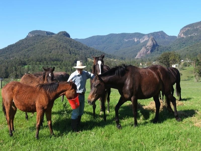 Numinbah Valley QLD 4211