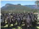 Numinbah Valley QLD 4211