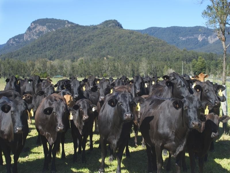 Numinbah Valley QLD 4211