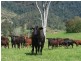 Numinbah Valley QLD 4211